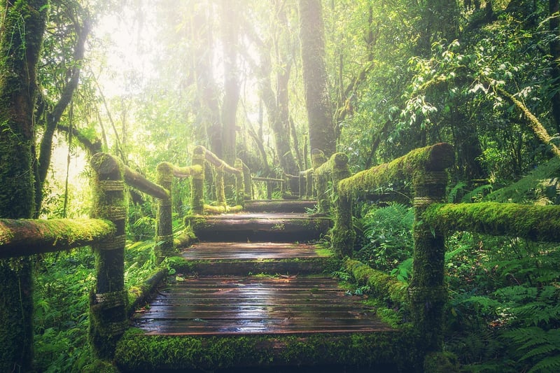 Jungle Adventures