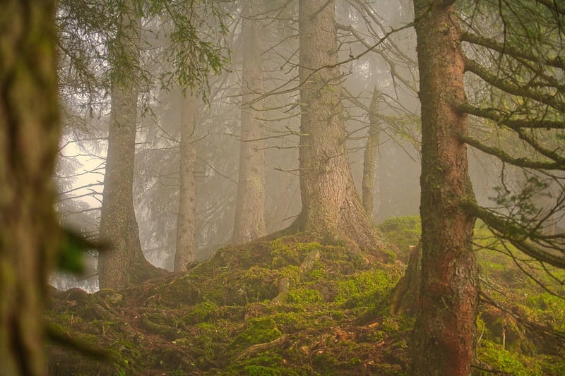 Forest Survival